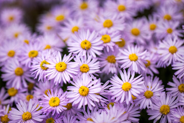 aster blooms