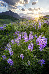 Lupine Sunstar