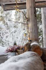 Siberian jay captured in soft winter light