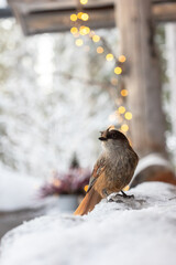 Siberian jay captured in soft winter light