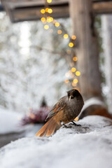 Siberian jay captured in soft winter light