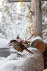 Siberian jay captured in soft winter light