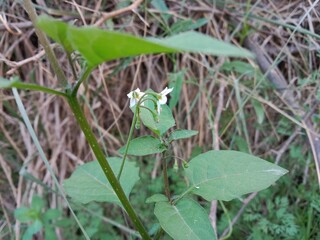 Solanum nigrum flower also known as Black Nightshade showing small white star shaped blossoms with yellow anthers forming a natural floral pattern on green stems in outdoor light