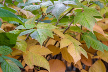 Agricultural farm field with big quantity of the raspberry plants. Beautiful raspberry plants with yellow and green leaves. The Maravilla variety, autumn-winter season.