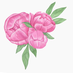 Hand painted floral elements set. Watercolor botanical illustration of peony and leaves.