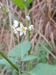 Solanum nigrum flower also known as Black Nightshade showing small white star shaped blossoms with yellow anthers forming a natural floral pattern on green stems in outdoor light