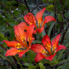 Wood Lilly Blooms