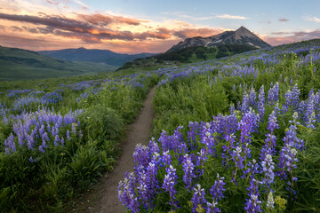 Lupine Trail Sunset