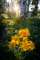 Wildflower Sunburst