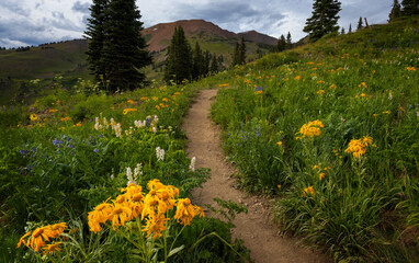 meadow with flowers