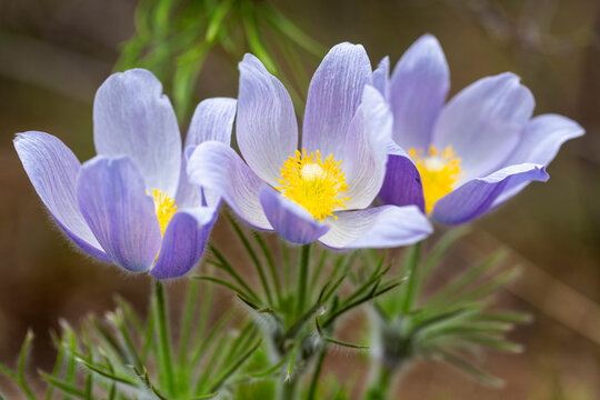 Pasque flower trio