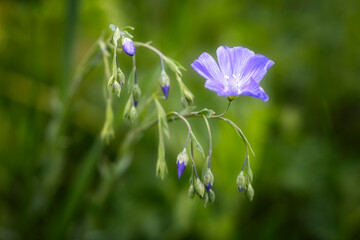 purple flowers in the field
