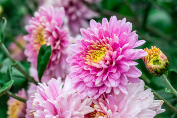 pink Korean chrysanthemum with raindrops or dew. on a blurred background with bokeh. macro photo of a flower. screensaver. free space. close-up. blank for creativity