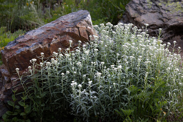 Rock and Pearly Everlasting