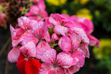 Pelargonium flowers with raindrops or dew. on a blurred background with bokeh. colorful macro photo...