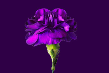 Lilac carnation flower on a lilac background.