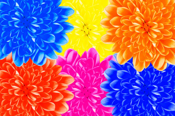 Floral background of dahlias in purple, yellow and blue shades.