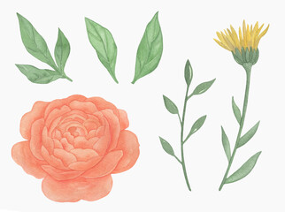 Watercolor set, orange rose flowers and leaves, floral branch