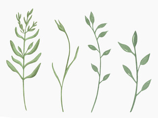 Watercolor Floral, watercolor green branches and leaves Illustration. Hand painted isolated on white background.