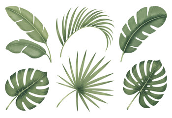 Botanical tropical leaves with soft hand painted. Tropical leaf collection in natural watercolor textures.