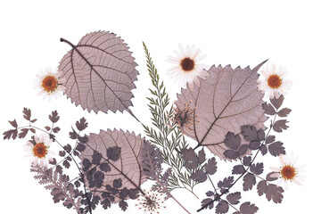 Motyw florystyczny, liście i kwiaty na białym tle, tapeta.