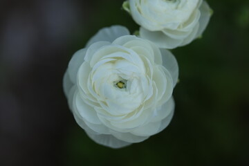 Close-up of white ranunculus (Ranunculus asiaticus) showing concentric petal layers and central reproductive structures, photographed with shallow depth of field.