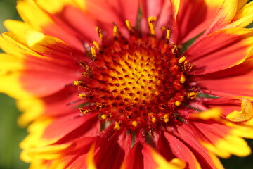Macro view of the capitulum of blanket flower (Gaillardia aristata), showing disc florets, pollen-bearing anthers, and radial symmetry typical of Asteraceae.