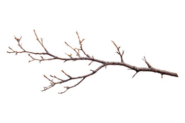 Obraz premium Single Twig Or Branch Isolated On Transparent Background For Nature Concept