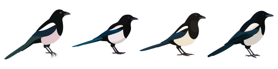magpie bird avian wildlife species biology Flat Vector Illustration on Transparent Background