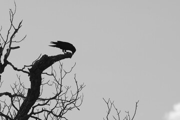 
Raven silhouette