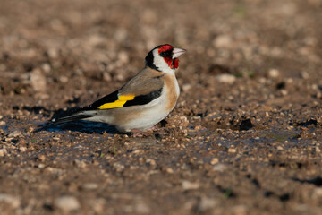 Adult European Goldfinch standing on muddy ground, side profile.