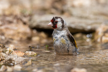 Wet European Goldfinch standing in shallow water, wildlife portrait.