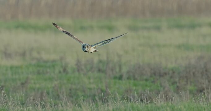 short-eared owl flying over polder in slow motion