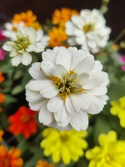 Fototapeta premium flowers 