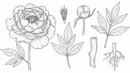 Botanical illustration of a peony flower and its parts. © Ahmad