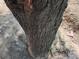 Vachellia nilotica tree bark also known as Acacia nilotica showing rough dark textured bark of a big mature tree highlighting natural woody pattern and hardy growth in dry landscape