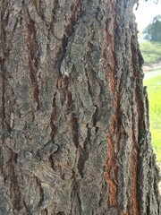 Vachellia nilotica tree bark also known as Acacia nilotica showing rough dark textured bark of a big mature tree highlighting natural woody pattern and hardy growth in dry landscape