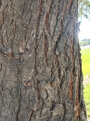 Vachellia nilotica tree bark also known as Acacia nilotica showing rough dark textured bark of a big mature tree highlighting natural woody pattern and hardy growth in dry landscape