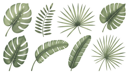 Set of tropical floral watecolor. Tropical green leaves on white background. Watercolor set of vector tropical leaves.