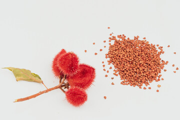 Annatto tree bixa orellana seeds 