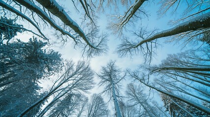 Snowy forest landscape with tall trees reaching for blue sky