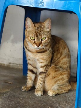 cat name KAKAK