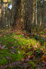 Obraz premium Spotlight of Winter Sun on Green Mossy Forest Floor in Huis ter Heide Nature Reserve in Late December