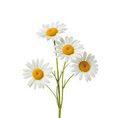 Fototapeta premium Group of White Daisies With Yellow Centers Arranged Together on a Bright Background