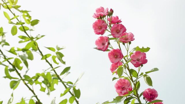 분홍, 식물, 네이처, 봄, 나뭇잎, 개화, 뜰, 꽃, 여름, 나무, 정원
