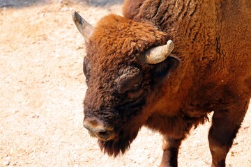A photograph of the European bison on a warm, sunny day in Italy.
