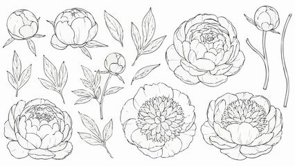 Collection of Hand Drawn Peony Flowers and Leaves in Sketch Style.