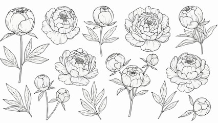 Collection of Hand Drawn Peony Flowers and Leaves Botanical Illustration. © Verli