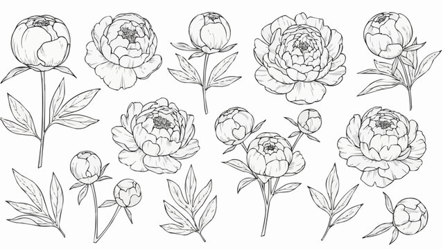 Collection of Hand Drawn Peony Flowers and Leaves Botanical Illustration.