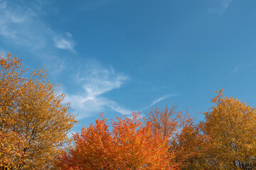 Fototapeta premium Autumn trees with yellow and orange leaves